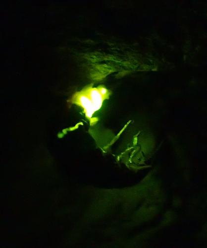 Lampyris noctiluca